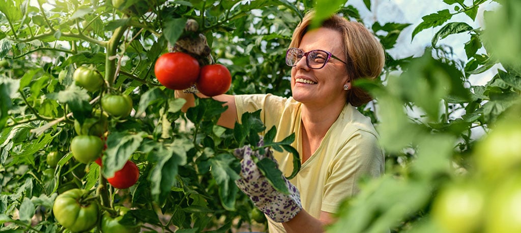 A person wearing gardening gloves harvests ripe tomatoes from a leafy tomato plant.